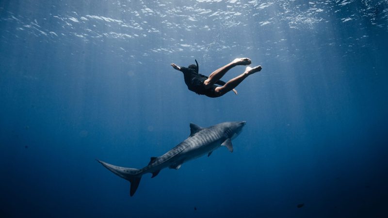 Titouan Bernicot Coral Gardeners shark