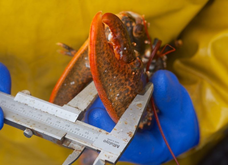 Jersey fishermen lobster