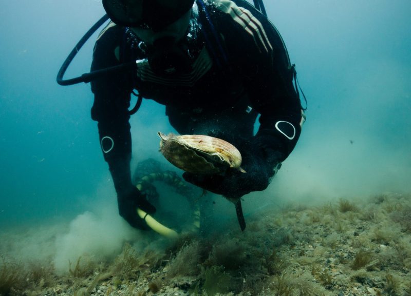 Jersey fishermen scallop diving