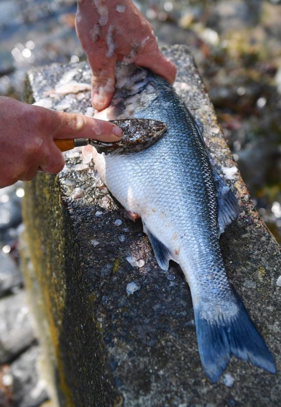 Jersey fishermen fish