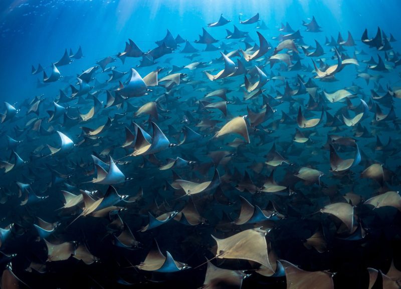 Mobula rays Jay Clue school