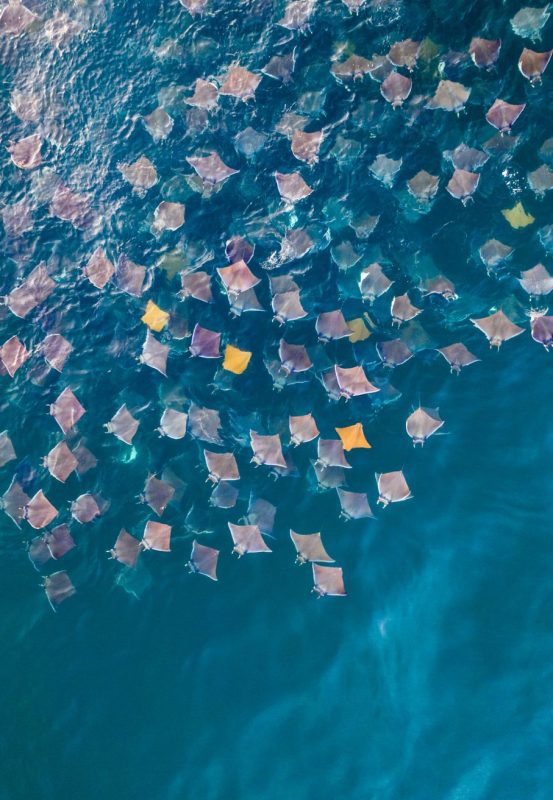 Mobula rays Jay Clue drone