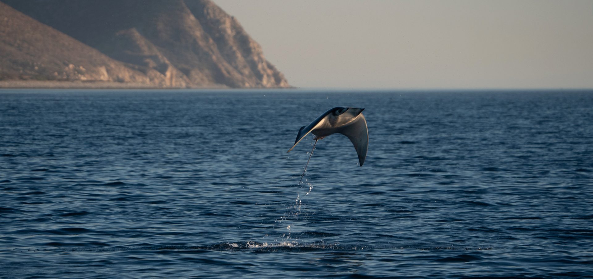 Mobula rays Jay Clue