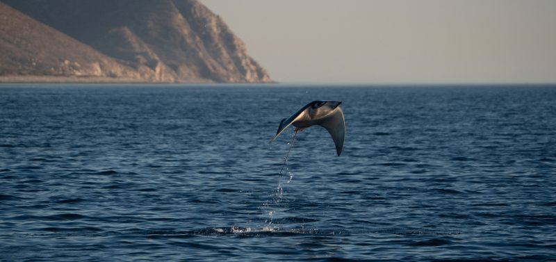 Mobula rays Jay Clue