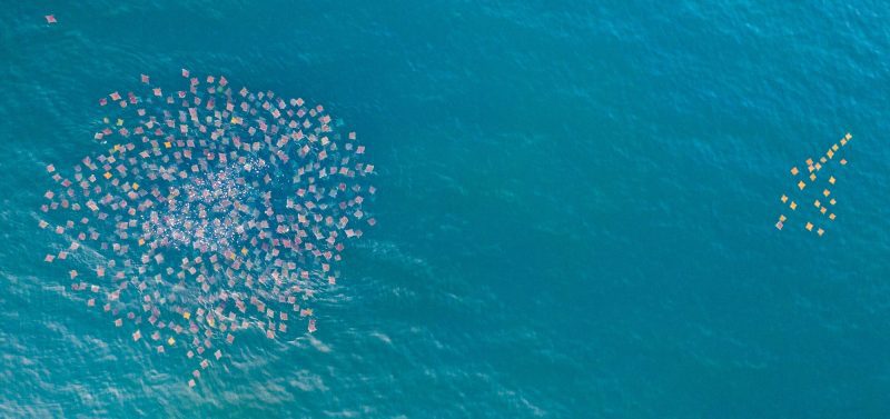 Mobula rays Jay Clue schools devil rays