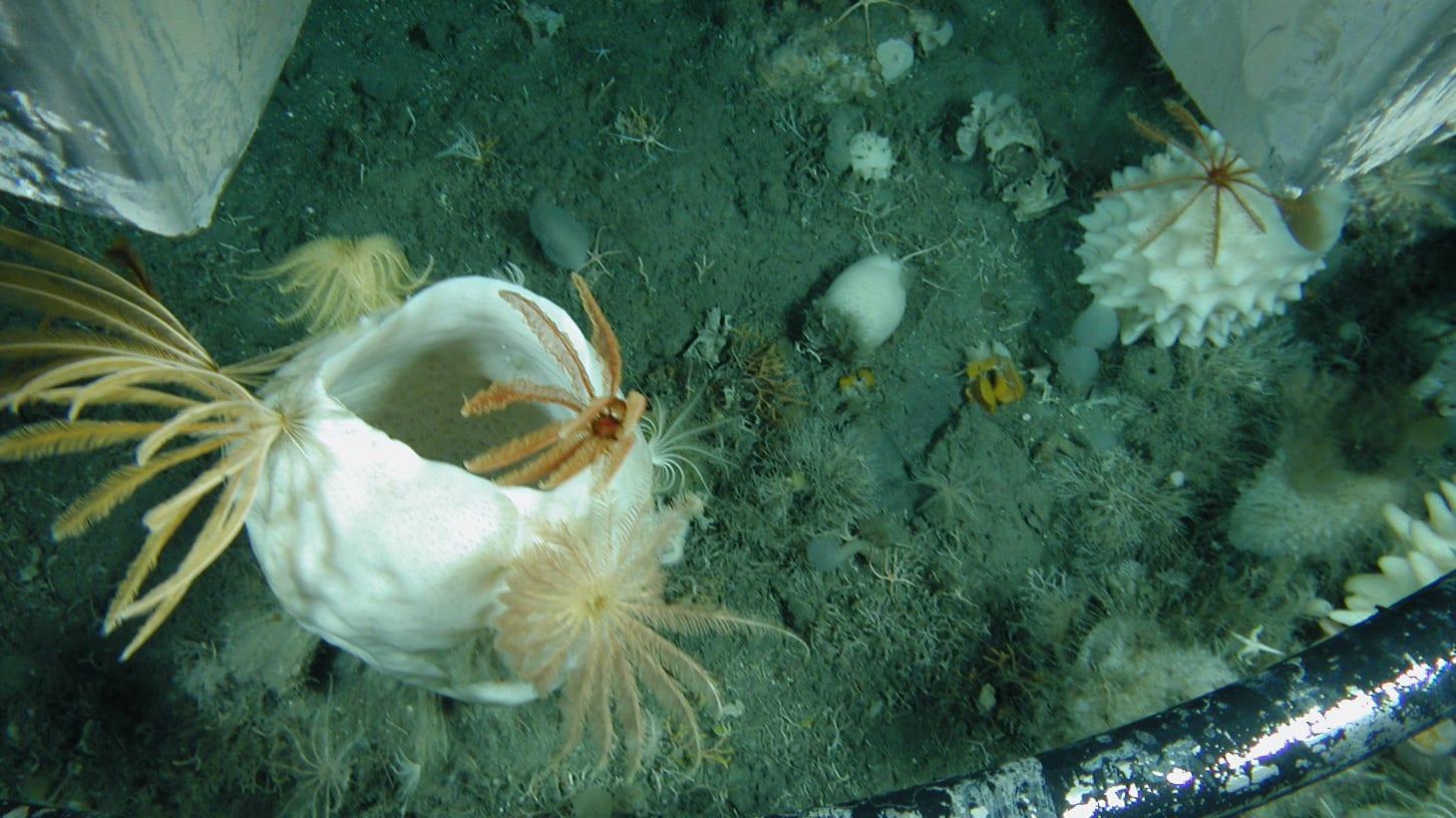 benthos antarctica