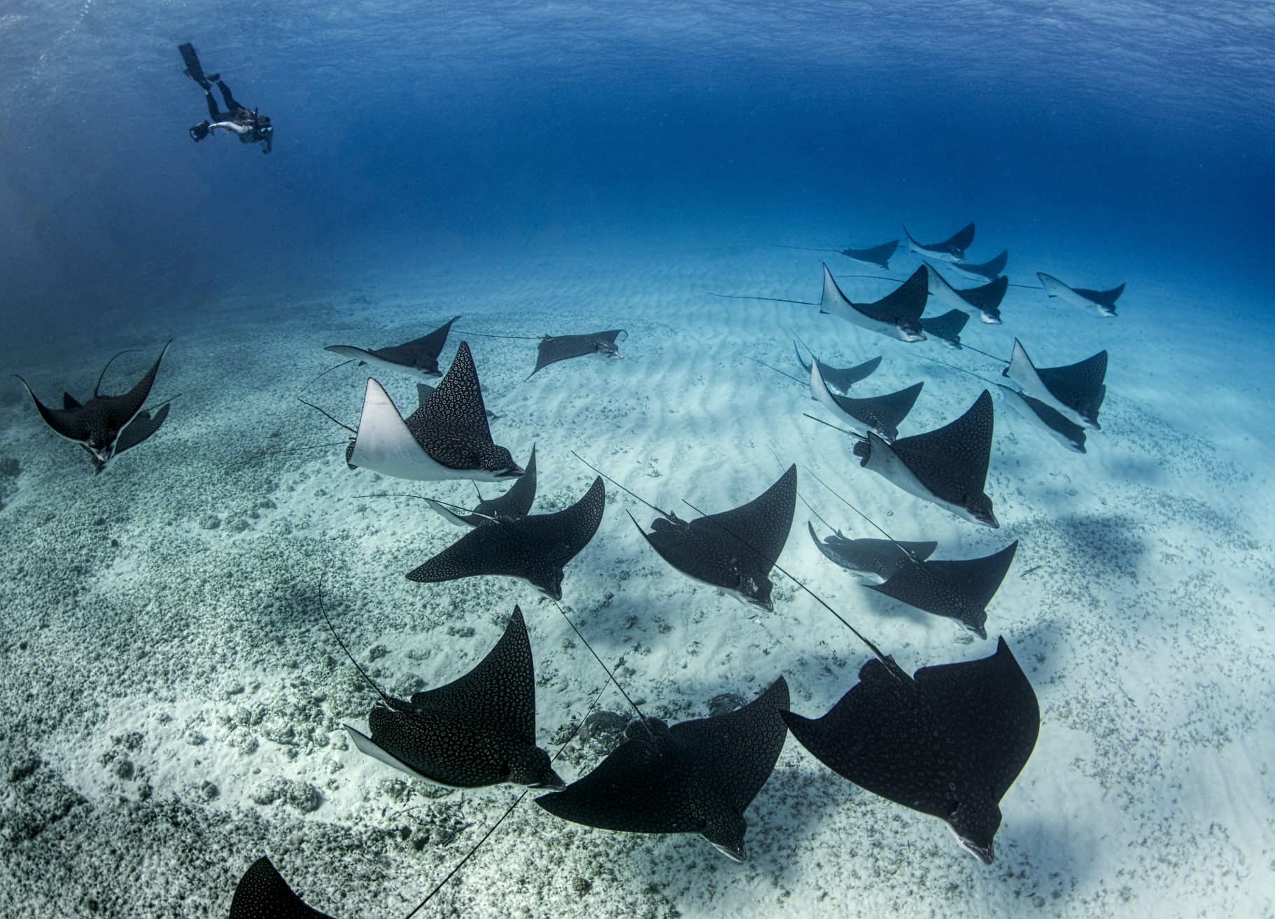 Underwater photographer Amanda Cotton rays