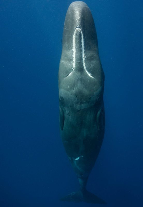 Underwater photographer Amanda Cotton sperm whale