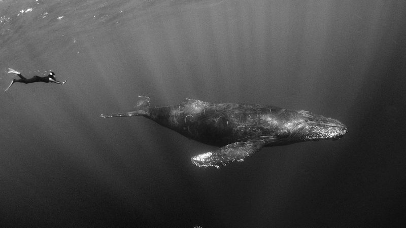 Underwater photographer Amanda Cotton humpback