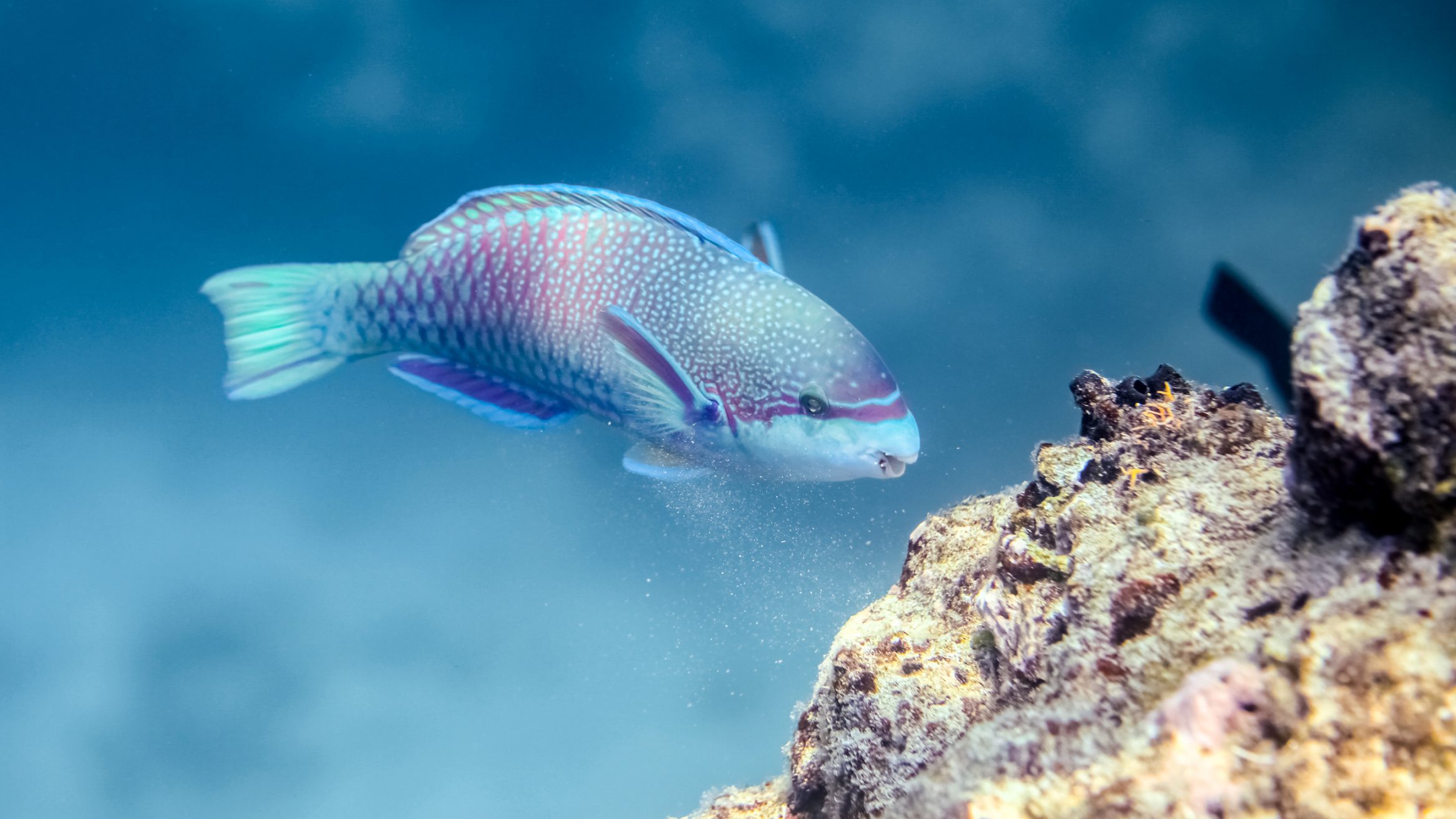 Coral Loss Great Barrier Reef