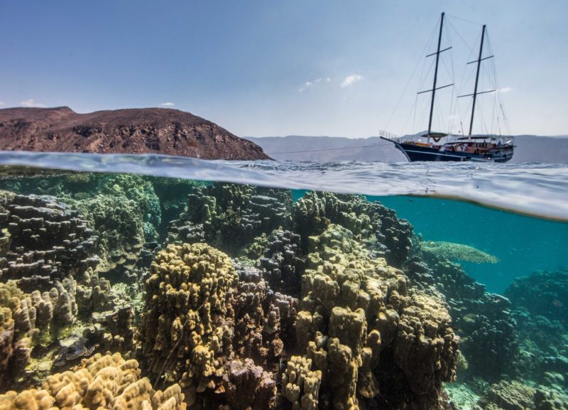 whale sharks Djibouti coral reef