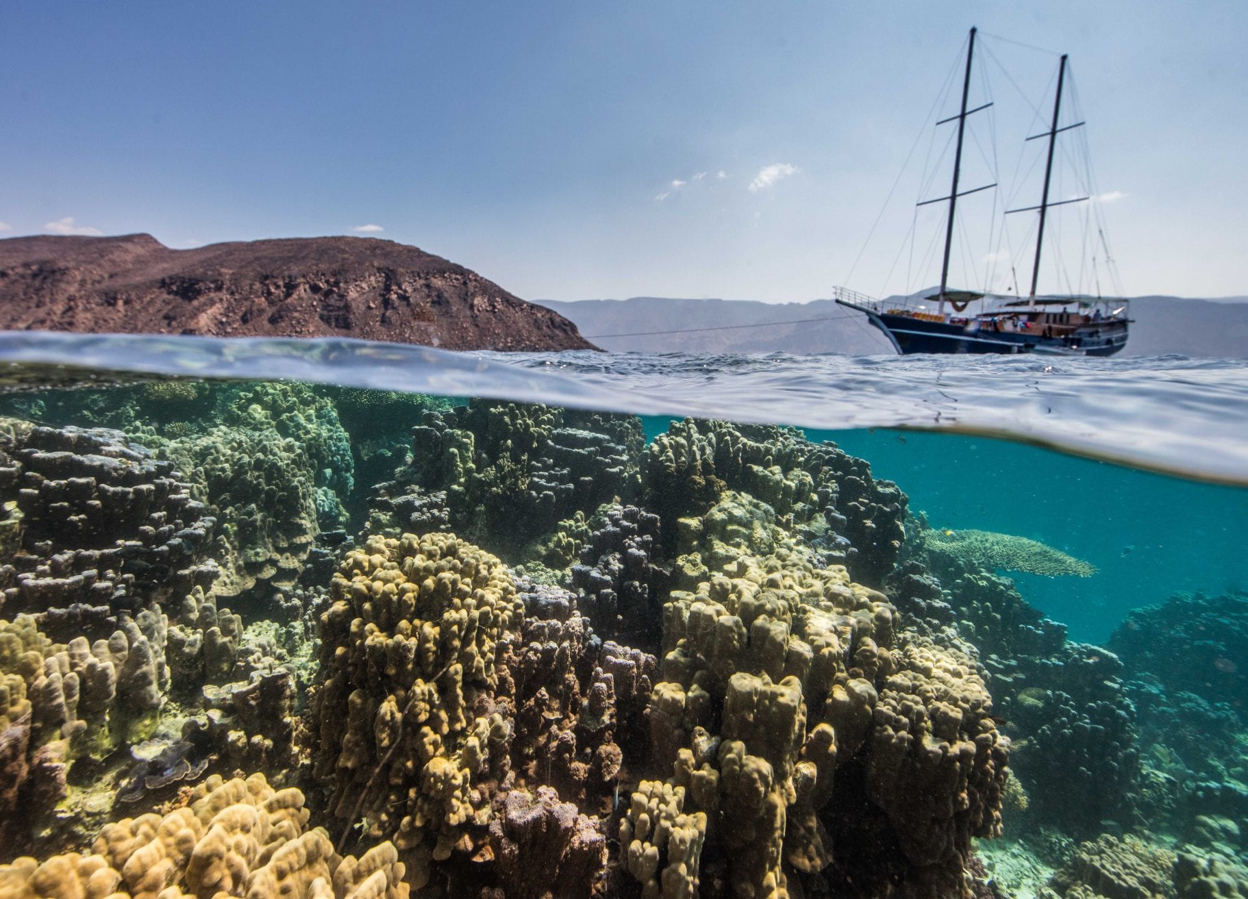 whale sharks Djibouti coral reef