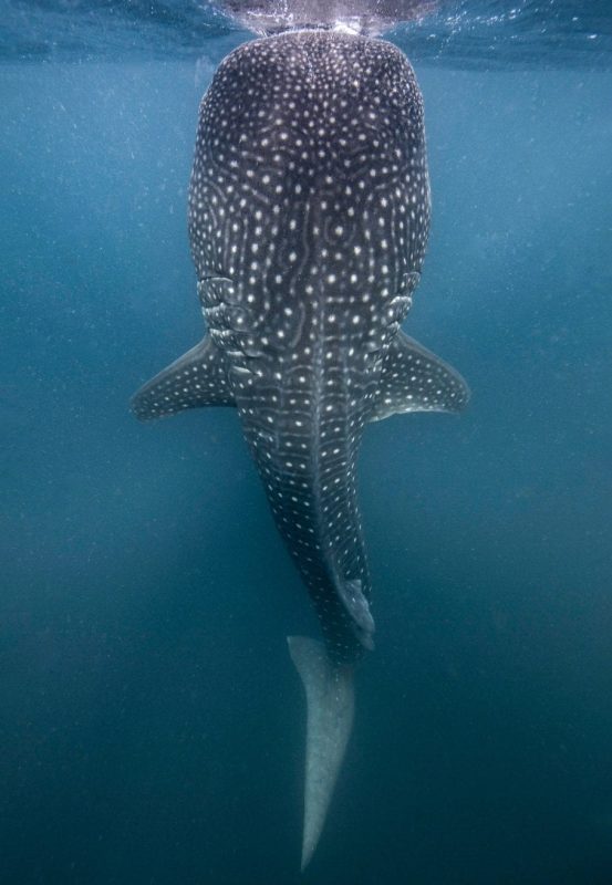 whale sharks Djibouti
