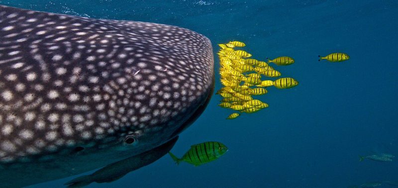 whale sharks Djibouti pilot