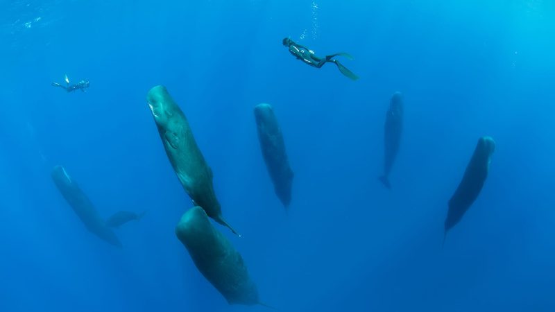 Franco Banfi Isotta photographer sleeping whales
