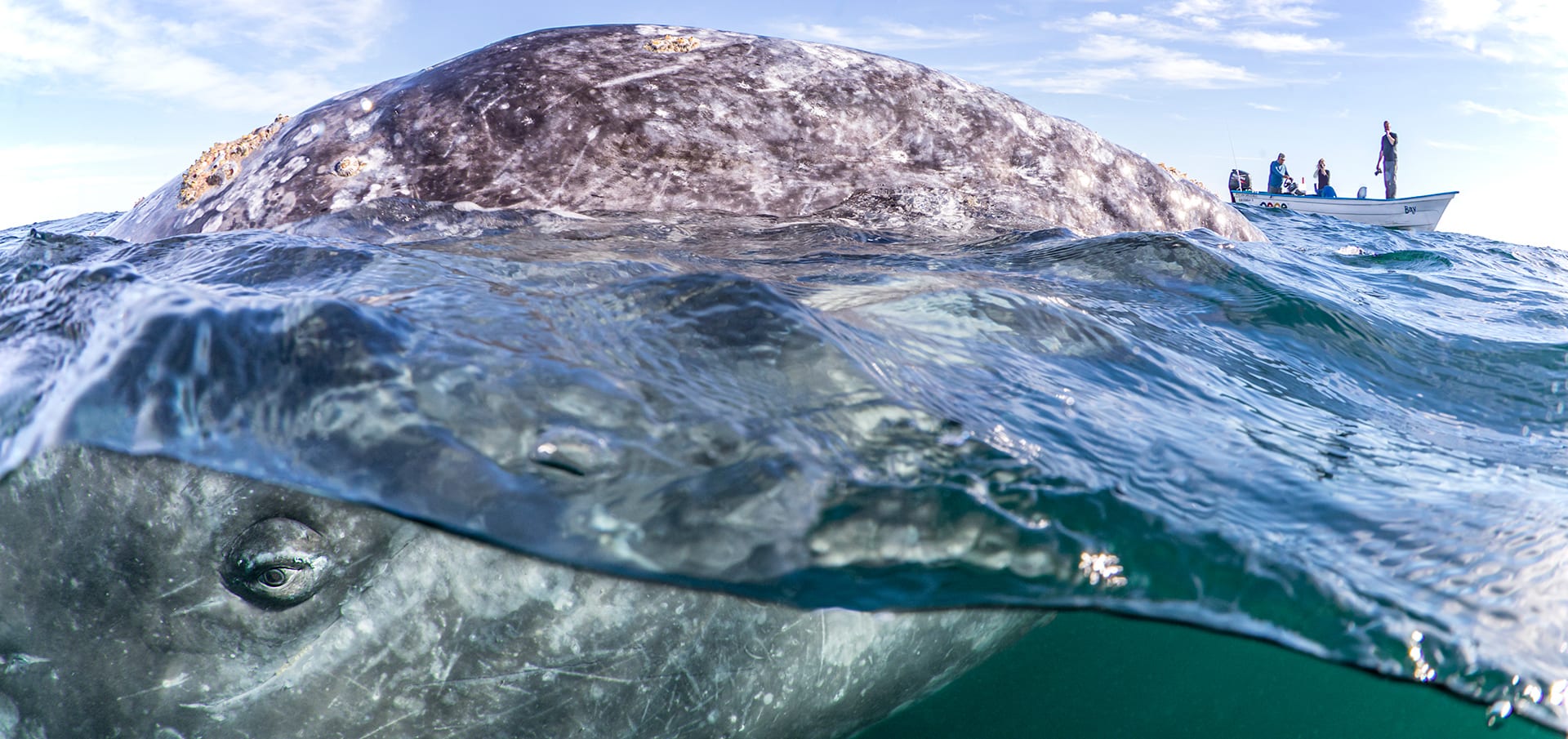 Franco Banfi Isotta photographer whale