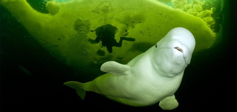 Franco Banfi Isotta photographer belgua