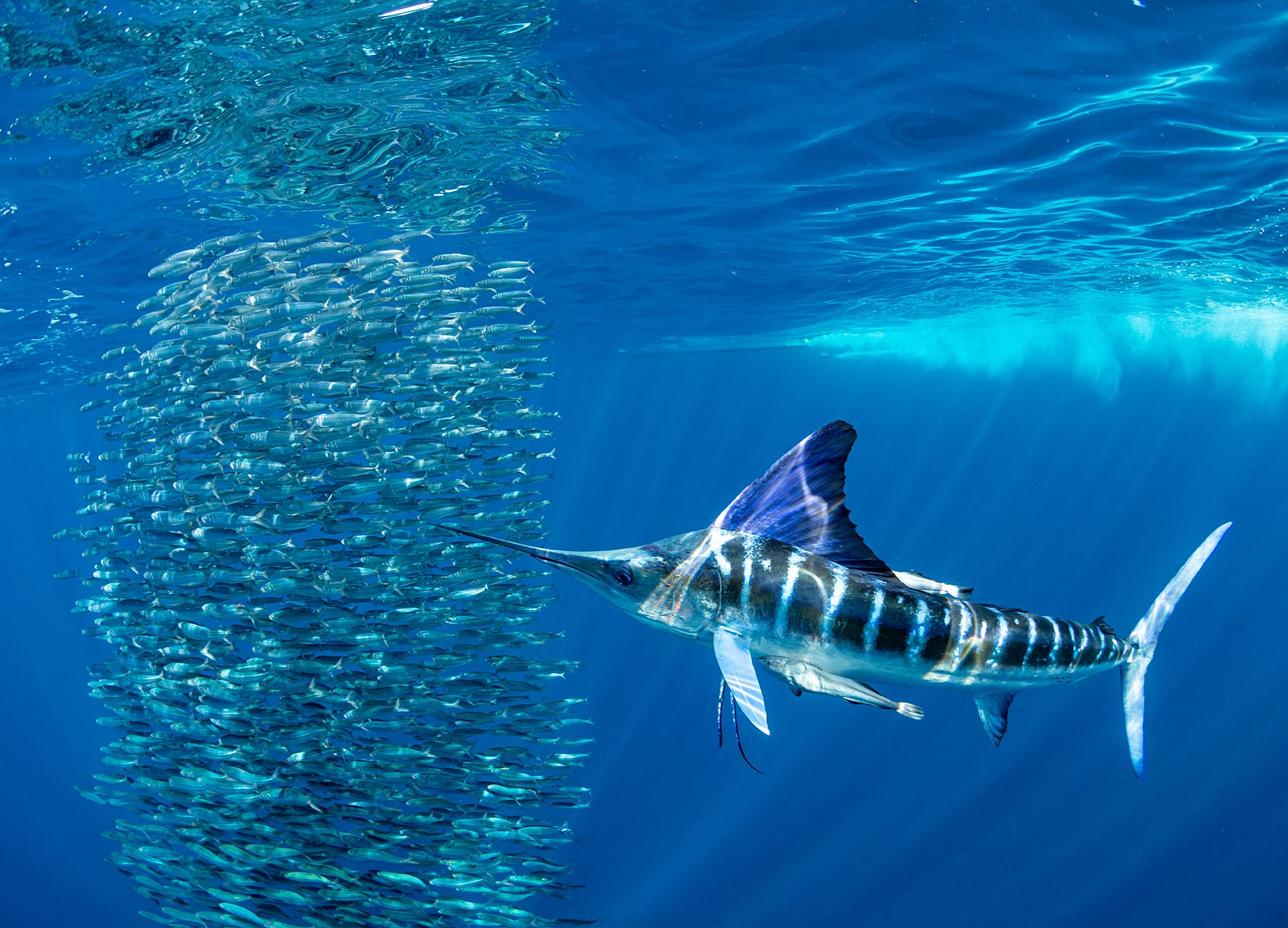 Franco Banfi Isotta photographer marlin