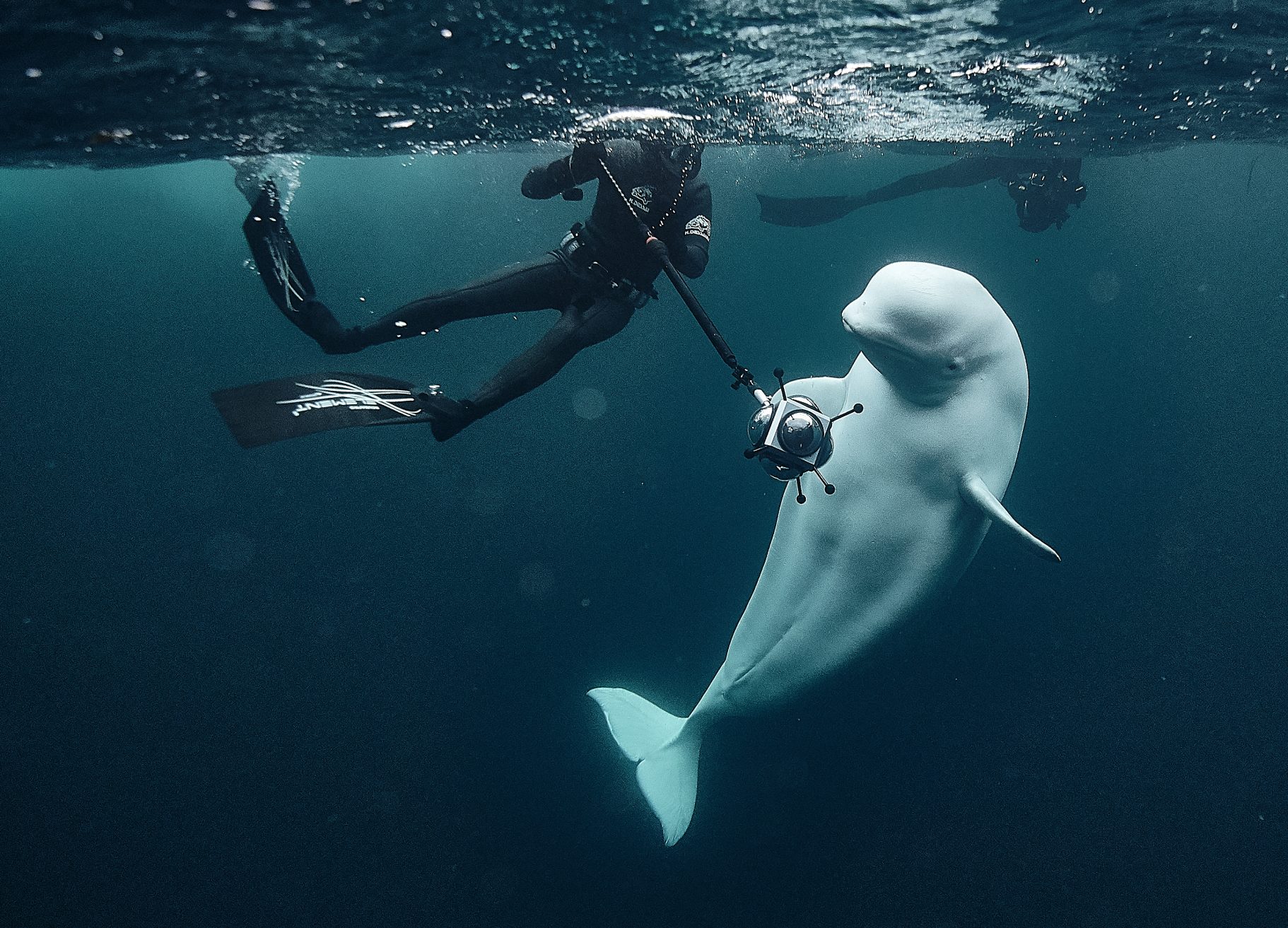 Hvaldimir Fred Buyle Norway beluga whale