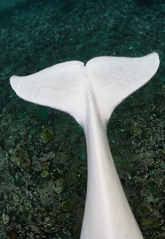 Hvaldimir Fred Buyle Norway beluga whale fluke