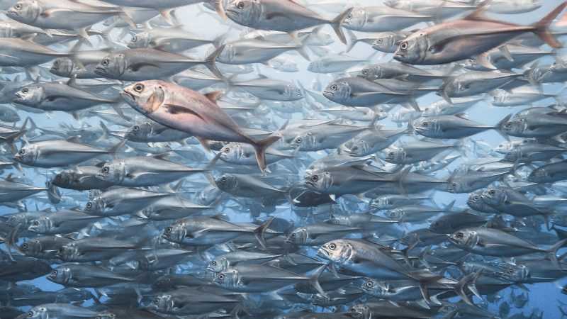 cocos island costa rica