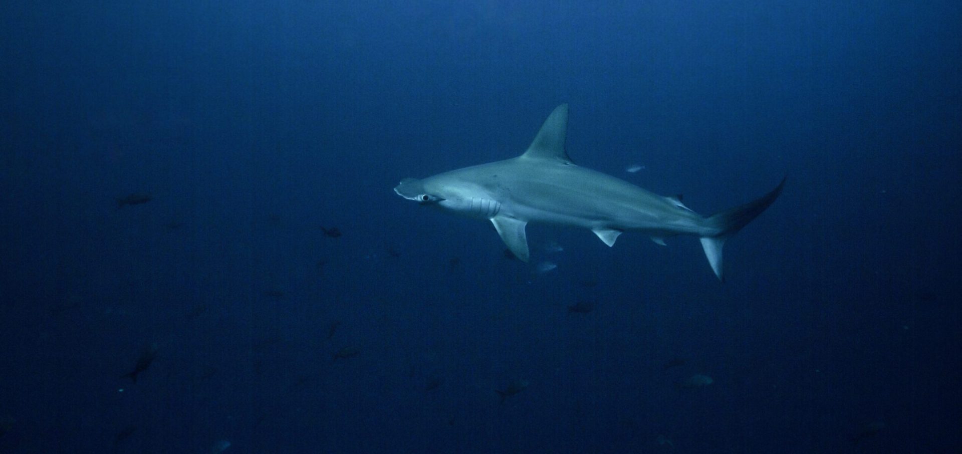 cocos island costa rica hammerhead