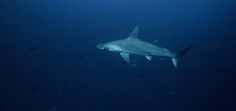 cocos island costa rica hammerhead