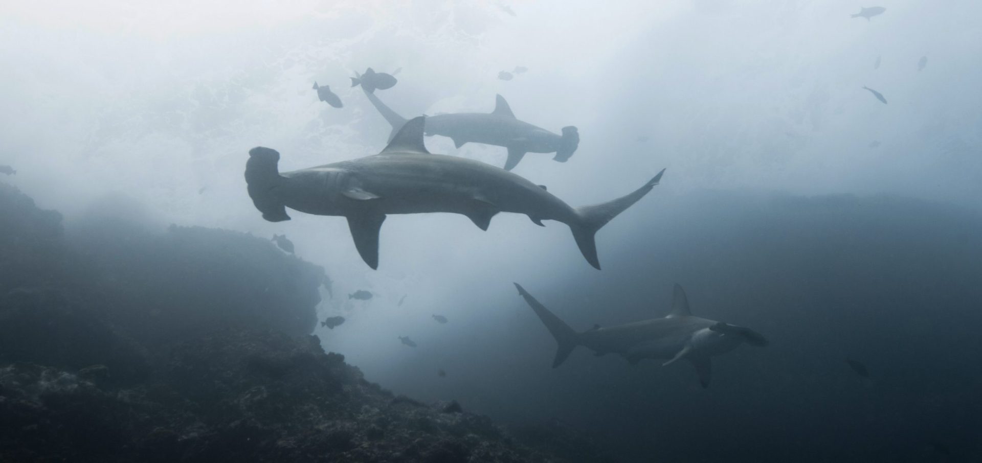 cocos island costa rica sharks