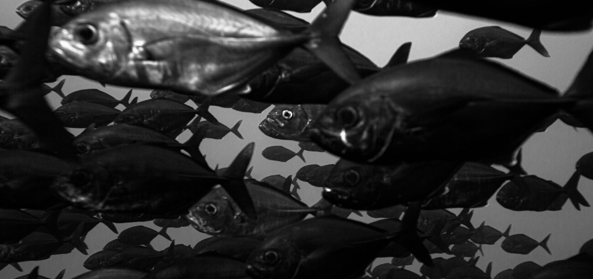 cocos island costa rica biodiversity