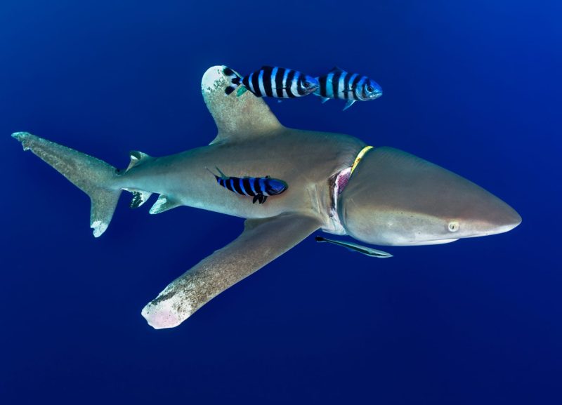 Oceanic whitetip Joe Daniels entanglement