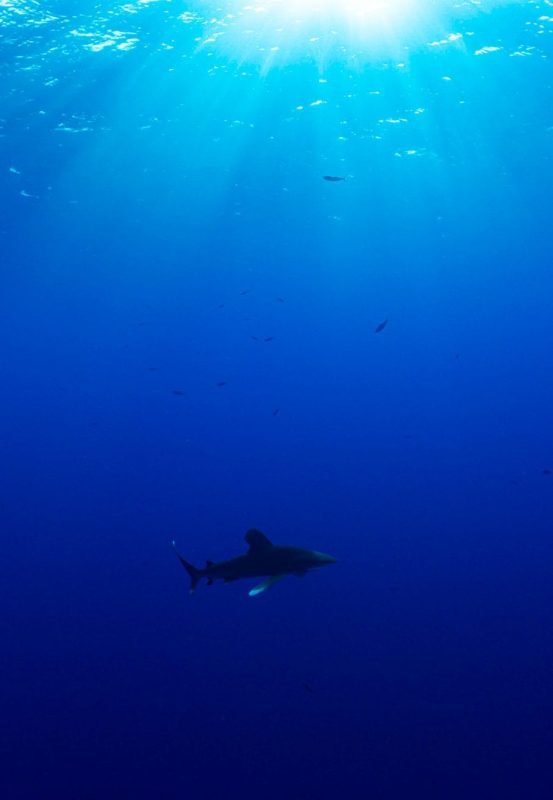 Oceanic whitetips Joe Daniels