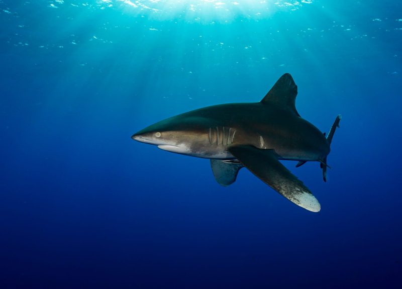 Oceanic whitetip Joe Daniels pelagic