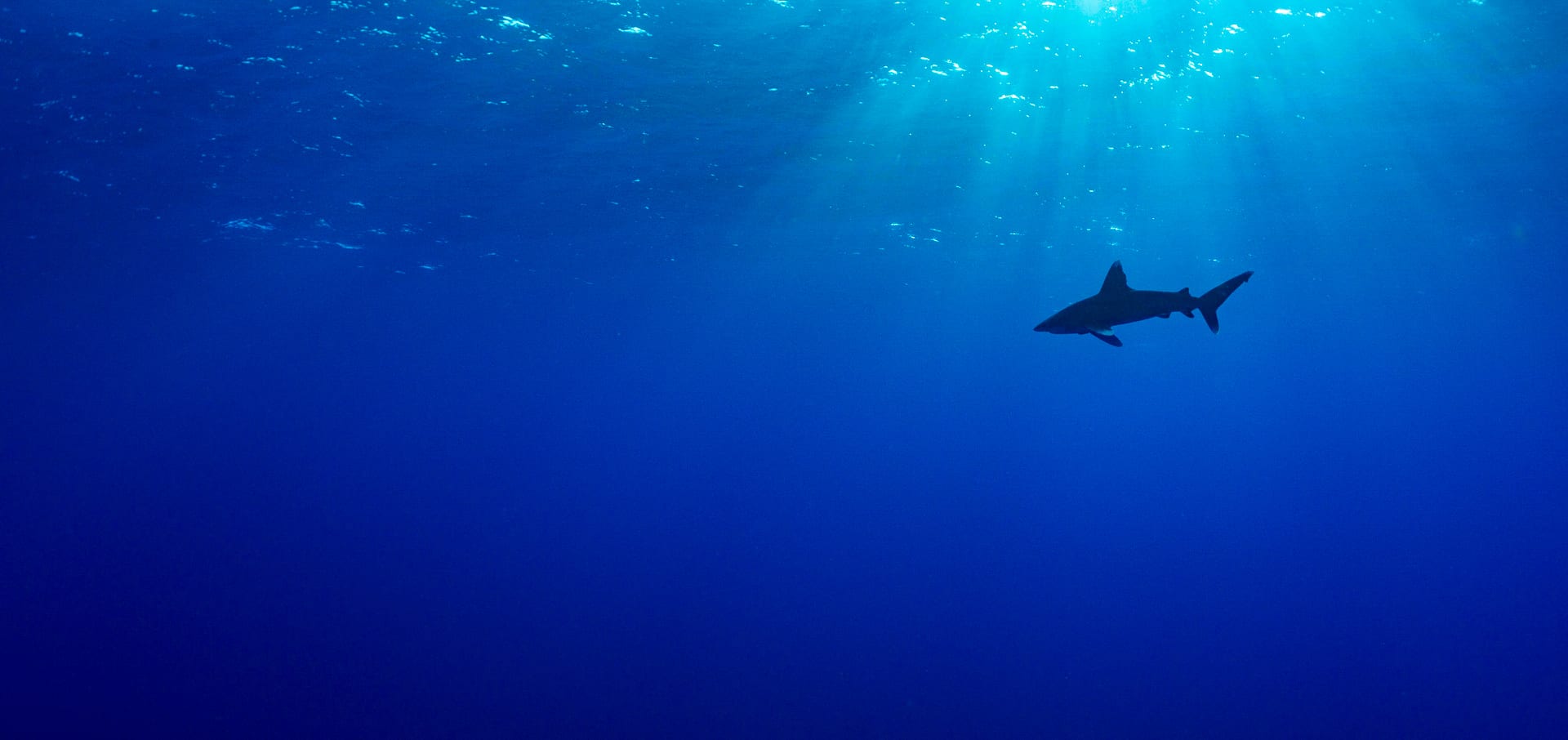 Oceanic whitetips Joe Daniels