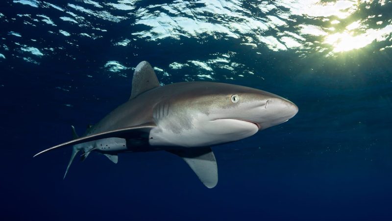 Oceanic whitetips Joe Daniels