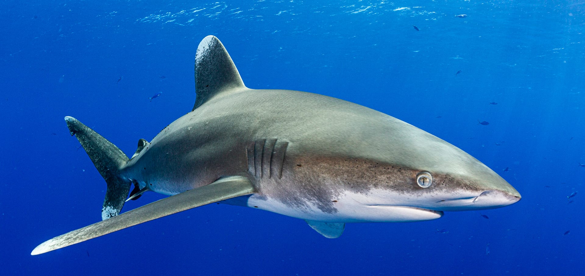 Oceanic whitetips Joe Daniels open ocean