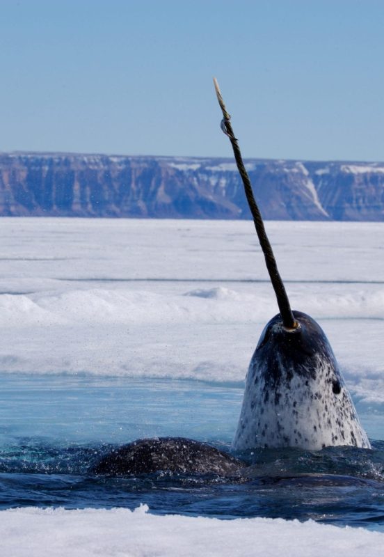 narwhal breach arctic paul nicklen
