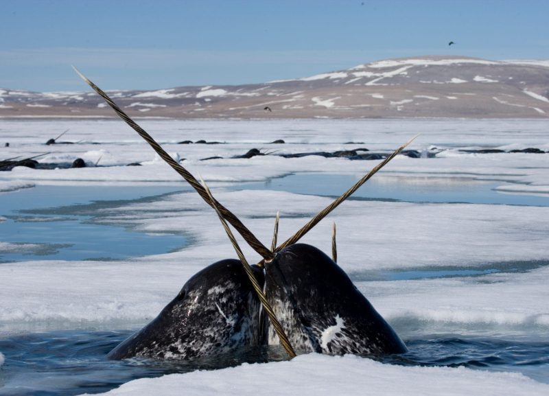 narwhal Paul Nicklen