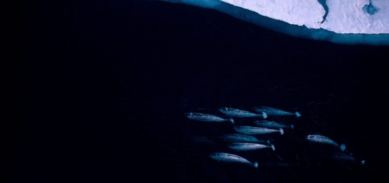 Doug Allan narwhal WWF canada