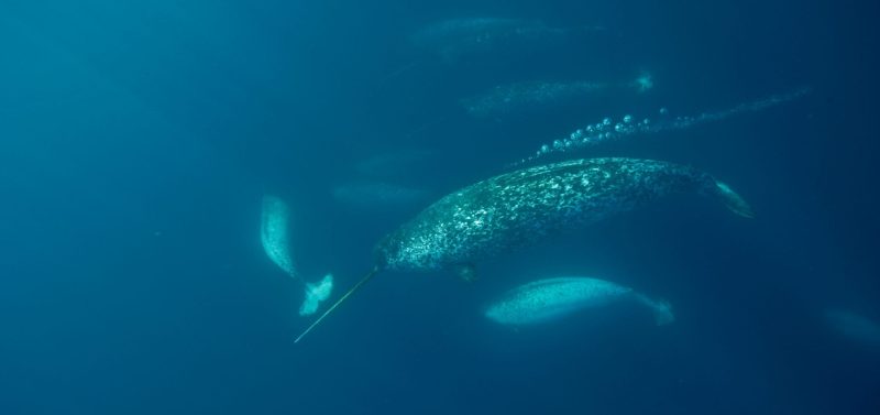 Paul Nicklen WWF Arctic narwhal