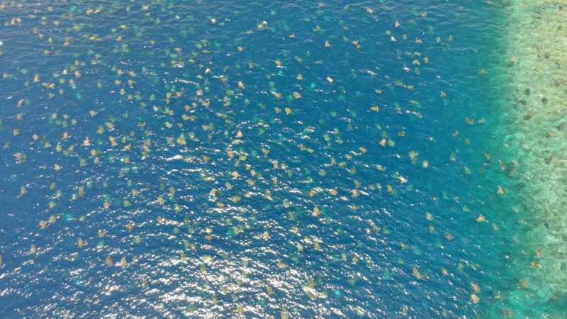 Great Barrier Reef Green Turtles