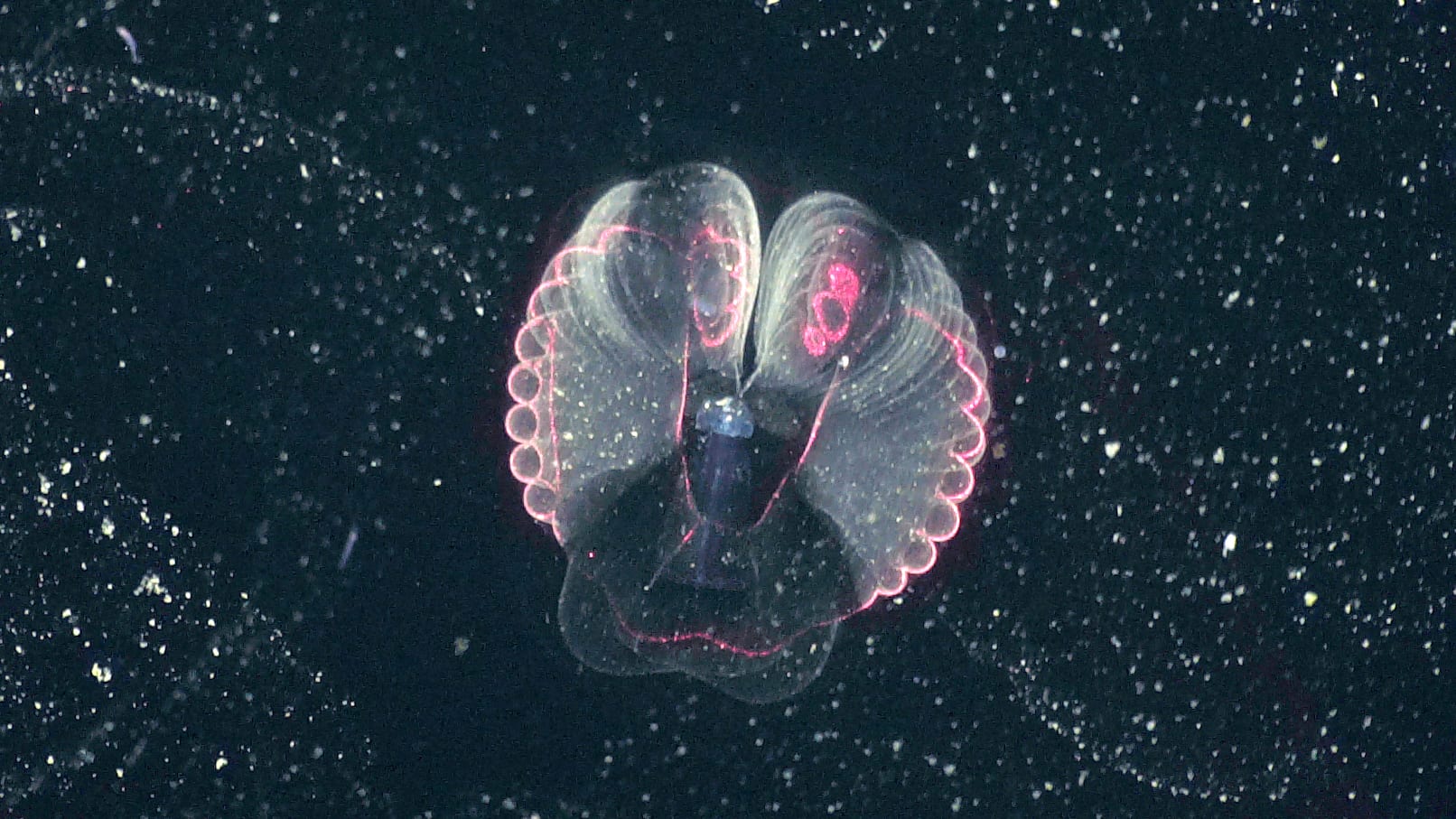 3D reconstructions deep-sea larvaceans 