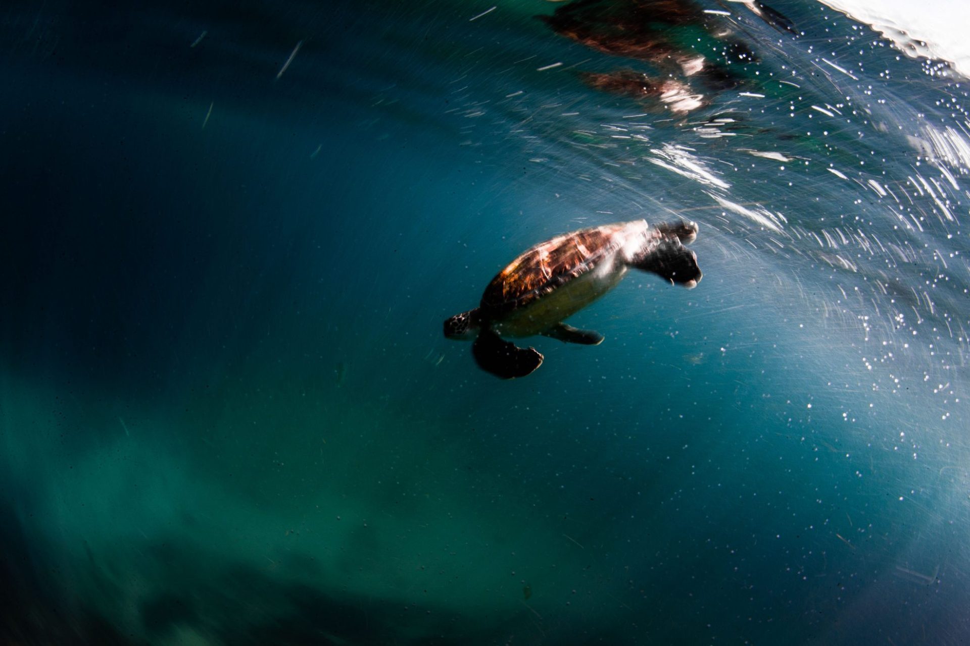 Julian Rocks, turtle near surface, Jono Allen,