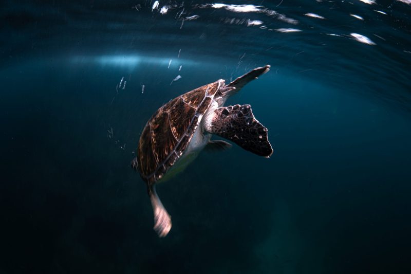 Julian Rocks, turtle descending, Jono Allen