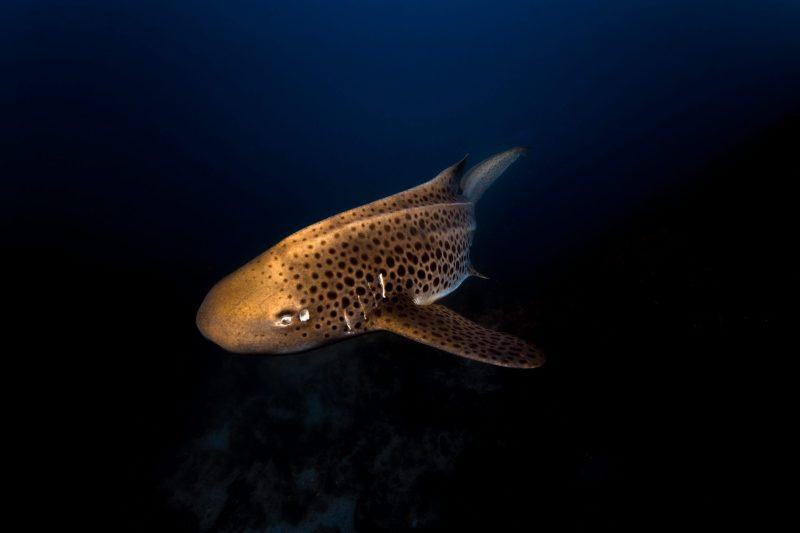 Julian Rocks, leopard shark, Jono Allen