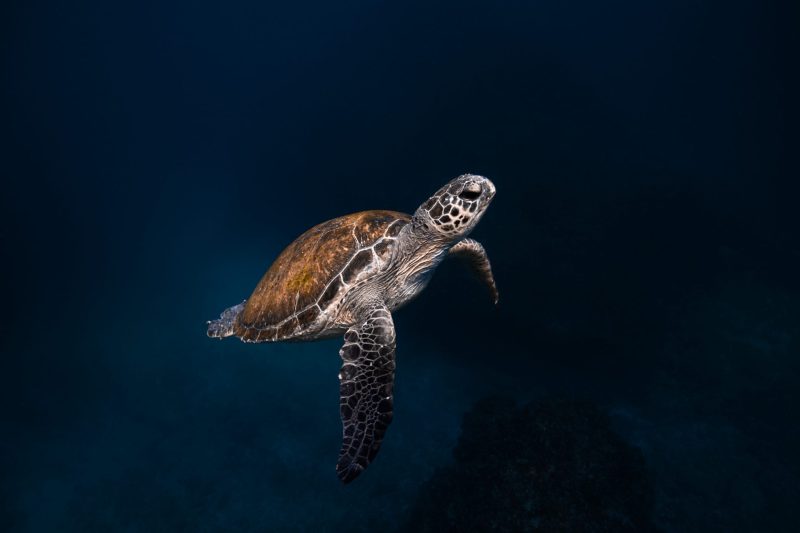 Julian Rocks, turtle, Jono Allen