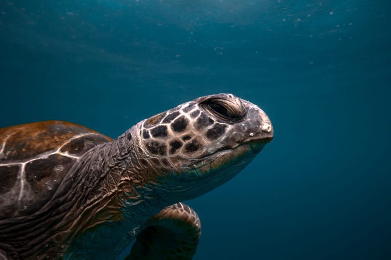 Julian Rocks, turtle close-up, Jono Allen