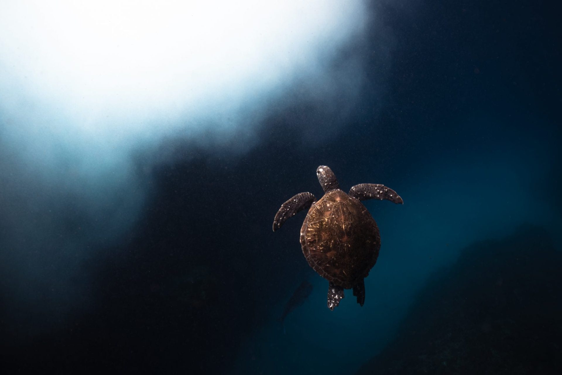 Julian Rocks, turtle, Jono Allen