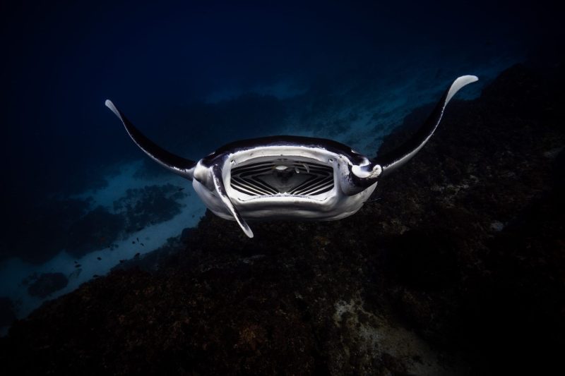 Julian Rocks, manta ray, Jono Allen