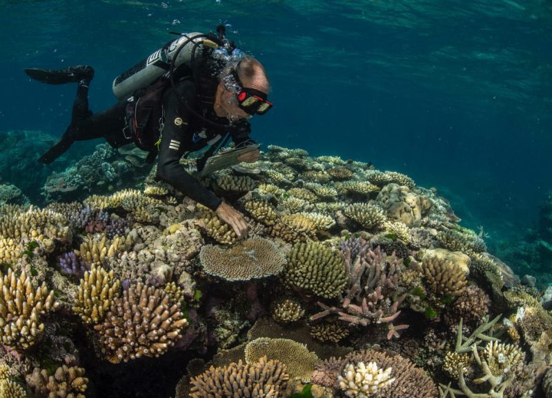 Great Barrier Reef Legacy Coral Biobank Charlie Veron