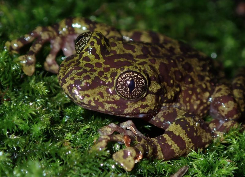 Table Mountain Ghost Frog Threatened Amphibian Programme Dr Jeanne Tarrant Endangered Wildlife Trust